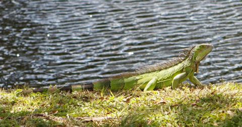 El animal fue introducido a la isla desde Centroamérica hace 20 años.