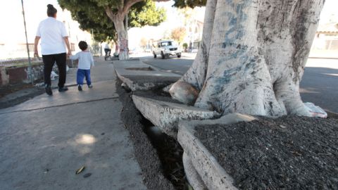Esta acera destruida hace muy dificil caminar por ella. Miles  de aceras  requieren reparación urgente.