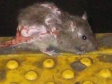 La foto del ganador Michael Spivack, muestra a una horrible rata que parece estar herida o enferma.