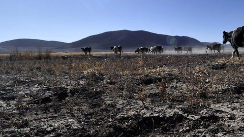Miles de cabezas de ganado han muerto en México por la sequía.