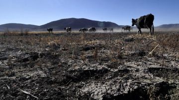 Miles de cabezas de ganado han muerto en México por la sequía.