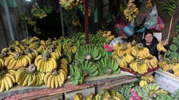 El plátano es una de los productos más codiciados en cualquier agircultura del mundo.