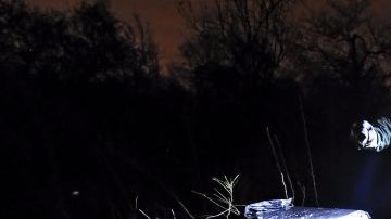 Un agente fronterizo vigila varios fardos de marihuana tras encontrarlos entre la maleza a orillas de Río Grande.