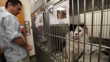 Un gato aguarda ser adoptado en un refugio de Los  Ángeles, que opera el sistema más grande del estado.