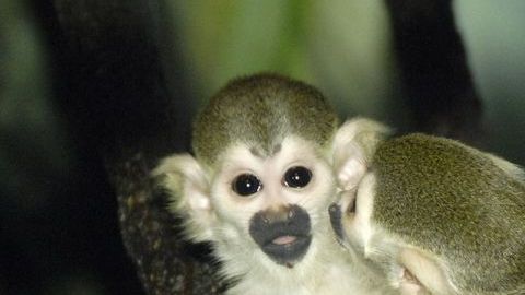 La popular “Casa de los monos” abrió al público en 1901.