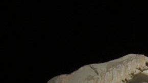 Los nuevos fósiles del Museo de Ciencias Naturales son de todo tipo de dinosaurios.