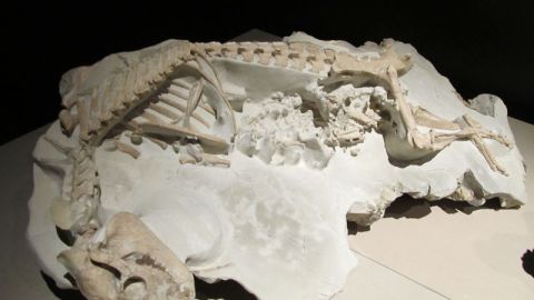 Los nuevos fósiles del Museo de Ciencias Naturales son de todo tipo de dinosaurios.
