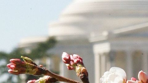Los cerezos fueron plantados en torno a la ensenada de control de mareas frente al monumento de Thomas Jefferson y a lo largo del Parque Central hasta el monumento de Abraham Lincoln.