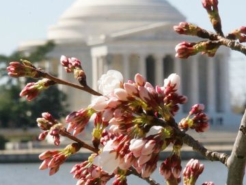 Los cerezos fueron plantados en torno a la ensenada de control de mareas frente al monumento de Thomas Jefferson y a lo largo del Parque Central hasta el monumento de Abraham Lincoln.
