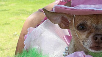 Los dueños no escatimaron a la hora de mantener felices y bellos a sus perros, gatos, pájaros y otros animalitos.