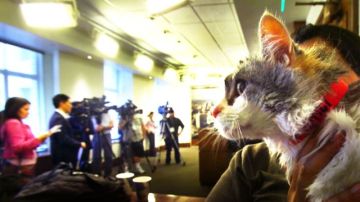 Un activista con su gato el miércoles en la reunión del Concejo Municipal.