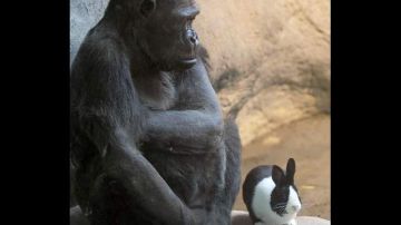 La gorila Samantha junto a su nuevo amigo el conejito Panda, parecen que conversar sobre la vida y su nueva amistad.
