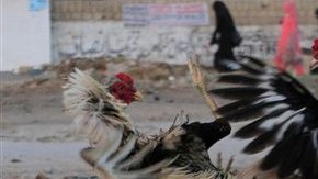 Decenas de personas apostaban ilegalmente miles de dólares en estos combates a muerte entre los animales.