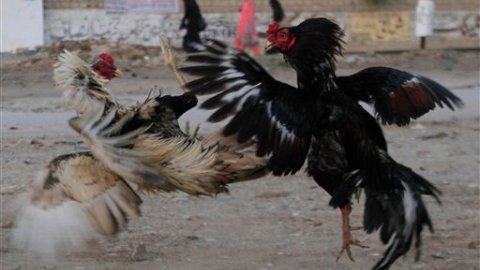 Decenas de personas apostaban ilegalmente miles de dólares en estos combates a muerte entre los animales.