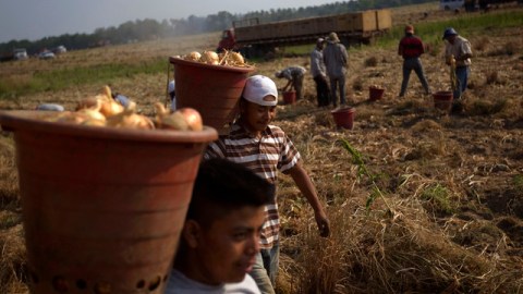 Los propietarios de granjas en varios estados sienten los estragos por la falta de la mano de obra inmigrante en el campo.