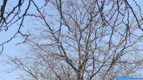 Alejandro Barrera, voluntario de la campaña de Cuauhtémoc Morfin, a la salida del precinto ubicado en la primaria Pilsen Academy.
