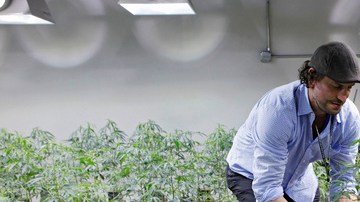 Según  las leyes federales en el año 1996 California se convirtió en el primer estado en legalizar la marihuana con fines medicinales.