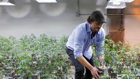 Según  las leyes federales en el año 1996 California se convirtió en el primer estado en legalizar la marihuana con fines medicinales.