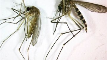 A la izquierda el Culex pipiens, el mosquito que transmite el virus del Nilo Occidental. A la derecha el Aedes vexans, que sólo causa algunas molestias.