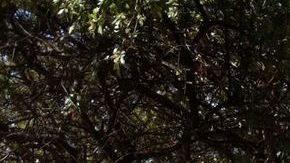 Mexicanos de todas partes del país se mantienen a las afueras del Colegio Miraflores con la esperanza de ver al Santo Padre.