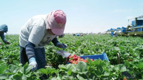 La iniciativa busca crear un ambiente favorable para trabajadores indocumentados en California/.