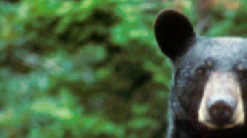 El oso ha sido visto en Glendale en varias ocasiones