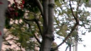 Si se aprueba el presupuesto para brindar transporte gratis a jóvenes en San Francisco, la medida comenzaría el 1 de agosto .