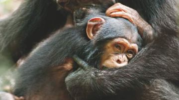 La madre Isha y el bebé Oscar en una escena de 'Chimpanzee', que se estrena hoy.