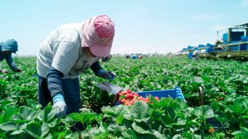 El acta de empleos agrícolas y estabilización industrial beneficiaría a cientos de miles de trabajadores.
