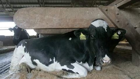 Una vaca.