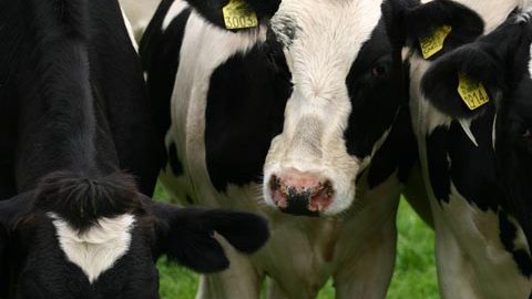 Un nuevo caso de la enfermedad de las vacas locas fue detectado en California.