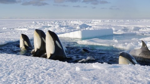 Las aguas cálidas están derritiendo desde abajo los glaciares de la Antártida, lo cual eleva el nivel del mar.