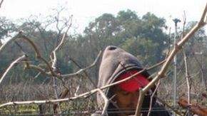 El 73% de los trabajadores agrícolas de la zona son extranjeros, muchos de ellos indocumentados.