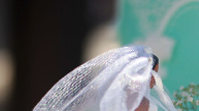 El presidente Barack Obama siempre ha eludido su apoyo explícito al matrimonio homosexual.