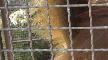 Un orangután usa una iPad en Jungle Island en Miami.