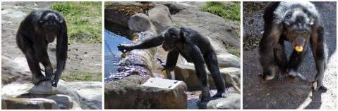 El chimpancé Santino ha sorprendido a sus cuidadores del zoo sueco de Furuvik por las artimañas empleadas para preparar unas piedras y esconderlas antes de arrojarlas contra los visitantes del zoológico.