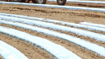 Un trabajador prepara el terreno para el cultivo de tomates en una finca de  K&D Farmers cerca de Oneonta, Alabama. La empresa ha reducido sus cultivos porque anticipa poca mano de obra.