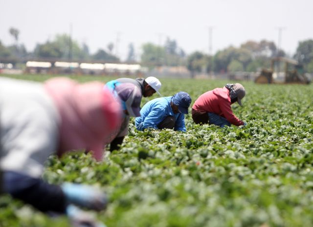 Trabajadores recogiendo fresas en Oxnard, California. J. Emilio Flores / La Opinion
