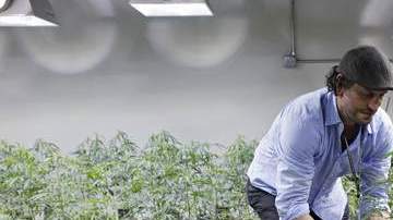 Según  las leyes federales en el año 1996 California se convirtió en el primer estado en legalizar la marihuana con fines medicinales.