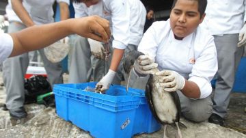 Los pelícanos fueron alimentados en Lima.