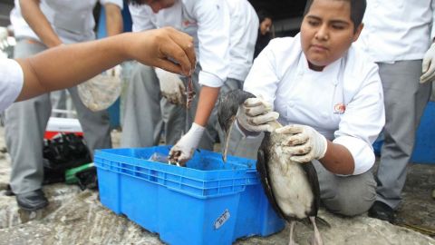 Los pelícanos fueron alimentados en Lima.