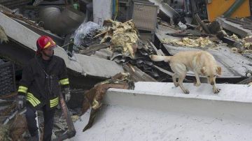 Bomberos usan perros en la búsqueda de posibles sobrevivientes debajo de los escombros.