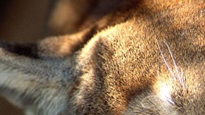 El servicio de parques nacionales vigila a 22 pumas.