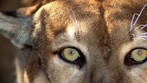 El servicio de parques nacionales vigila a 22 pumas.