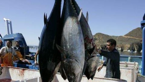 Atún rojo pescado en Baja California, México.