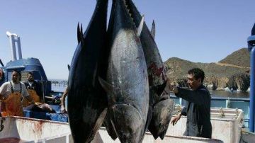 Atún rojo pescado en Baja California, México.
