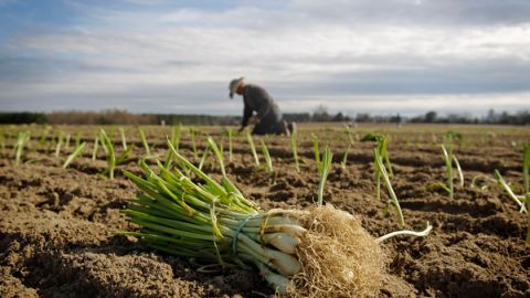 Un matrimonio de hispanos abusaron del fondo federal creado para ayudar a agricultores.