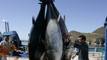 Los niveles de cesio radiactivo registrados en este atún son 10 veces mayores a la  medida en el atún de las costas de California.