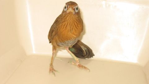 El pájaro fue entregado a agentes de Aduana.