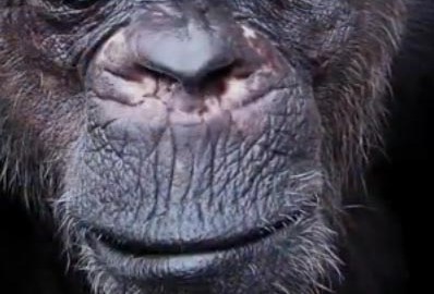 El primate estaba en el santuario de Texas desde el 1998, luego de haber sido trasladado de un laboratorio en Pennsylvania.